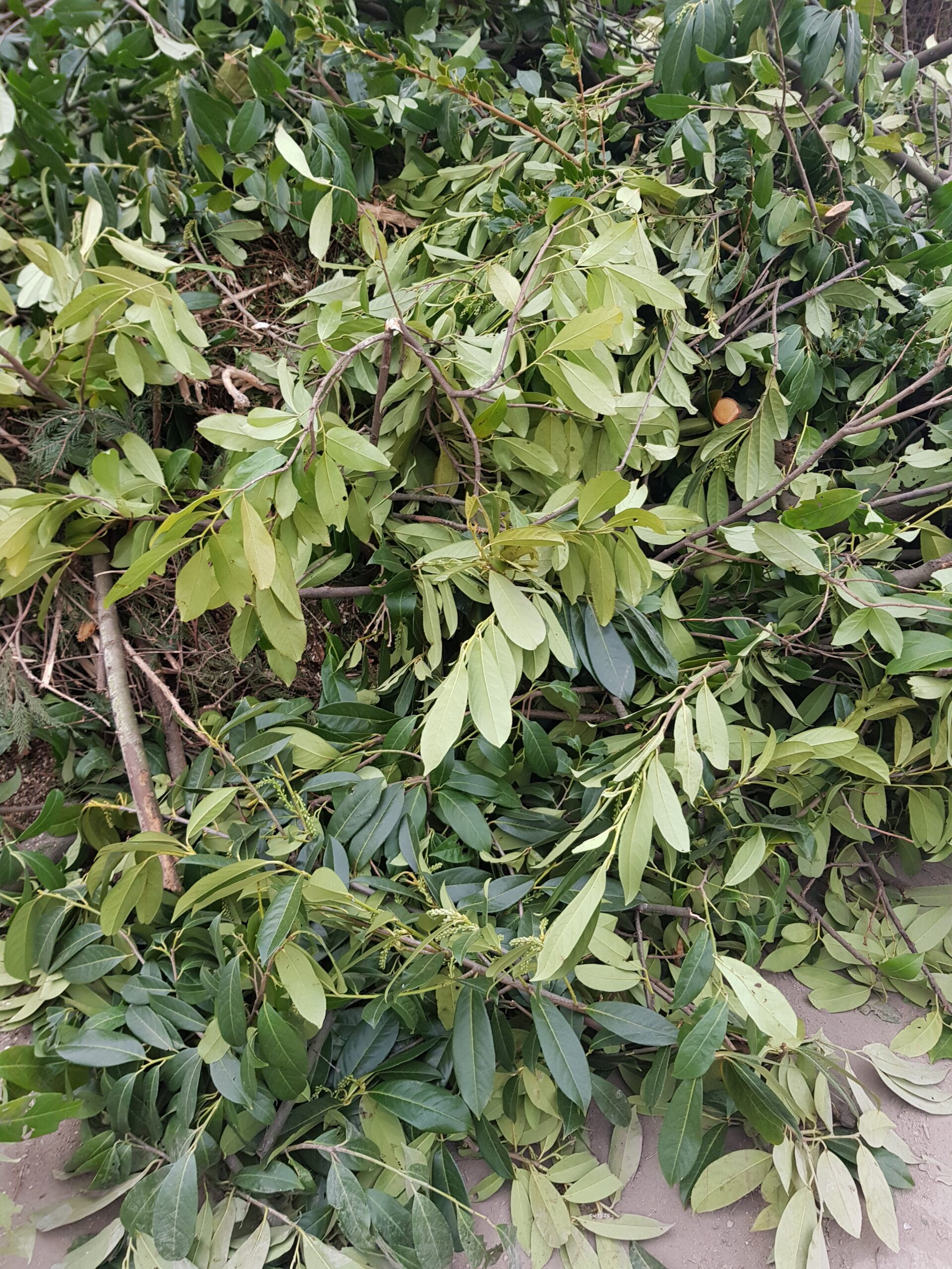 Gartenabfall