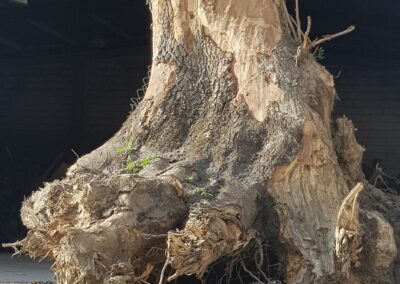 Wurzel